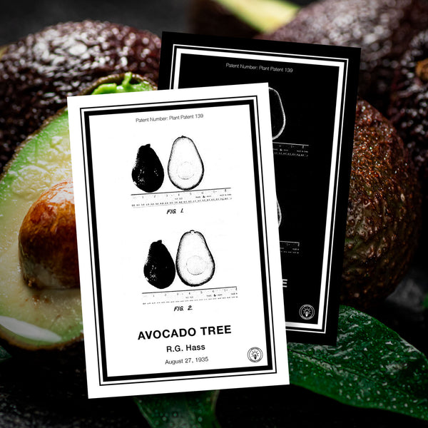 Avocado Tree